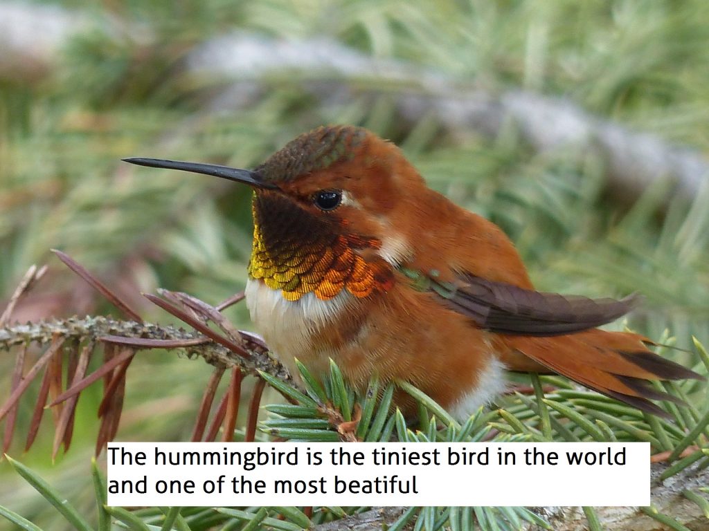 La leyenda del colibri